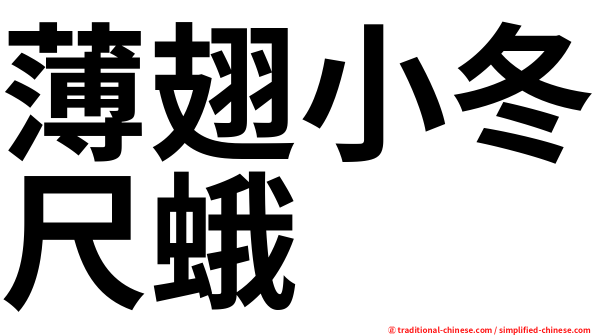 薄翅小冬尺蛾