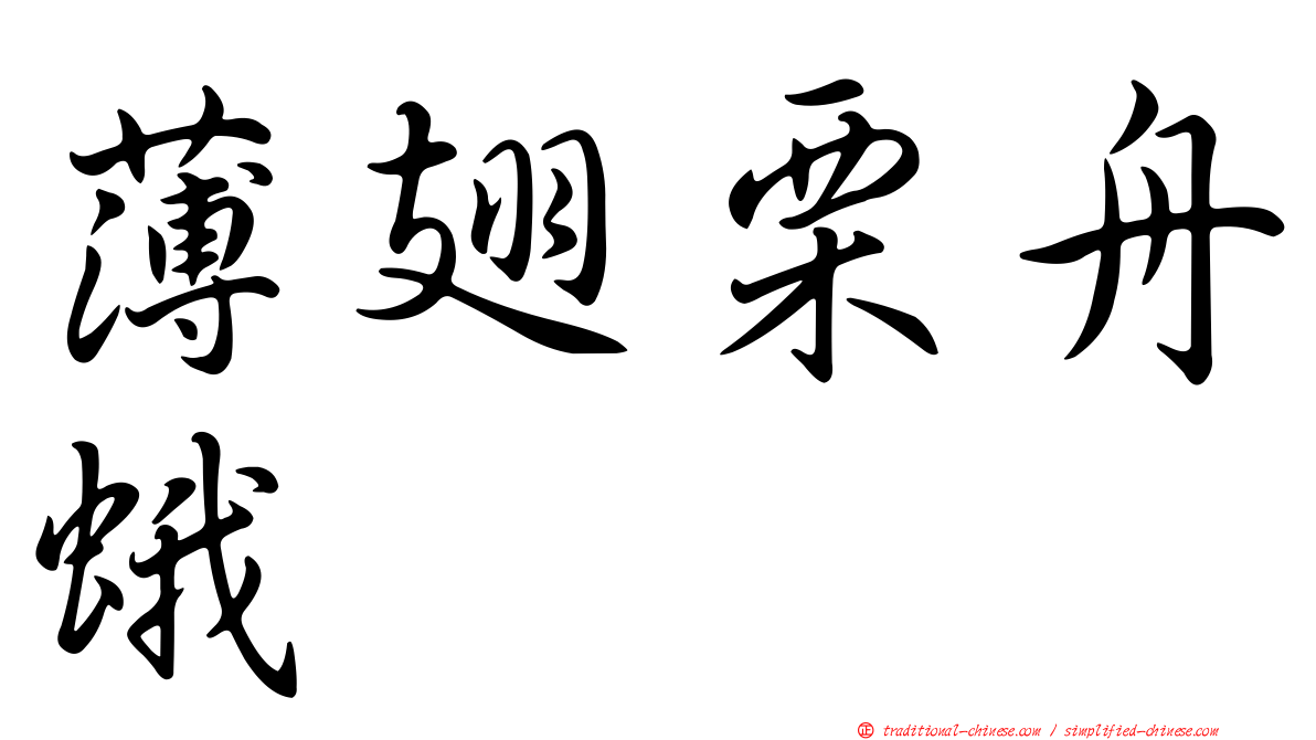 薄翅栗舟蛾