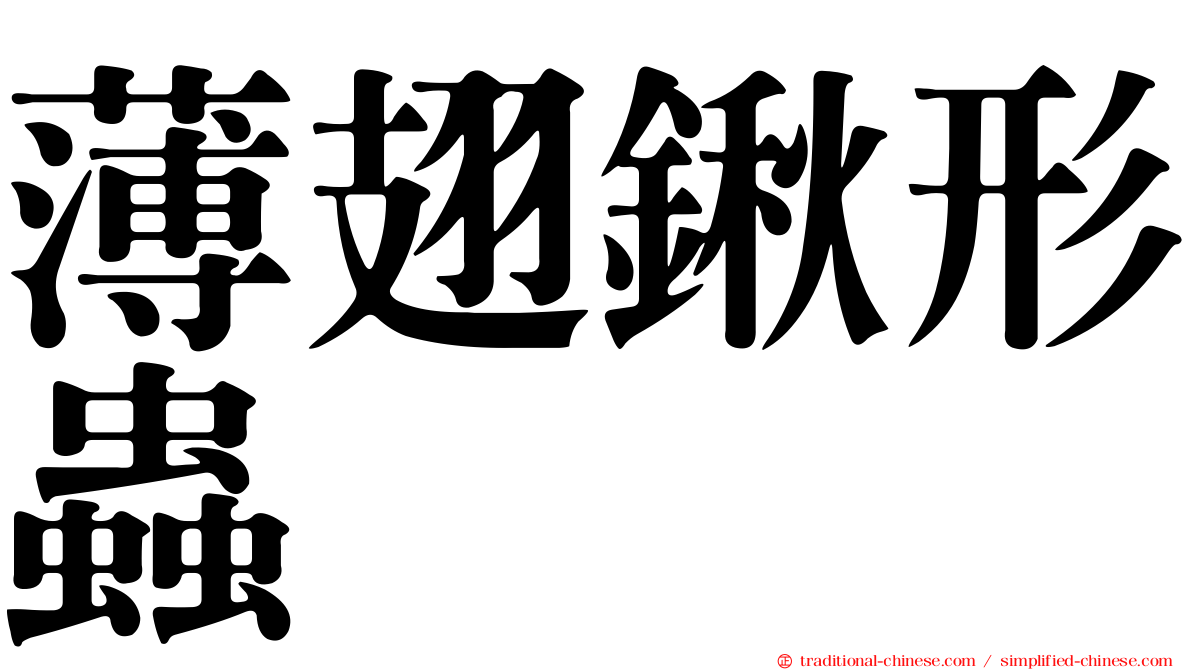 薄翅鍬形蟲