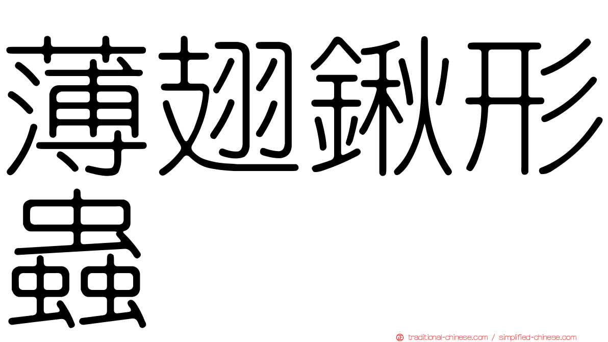 薄翅鍬形蟲