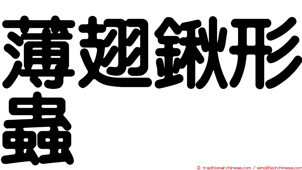 薄翅鍬形蟲