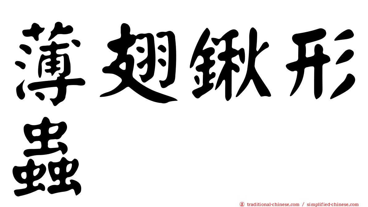 薄翅鍬形蟲