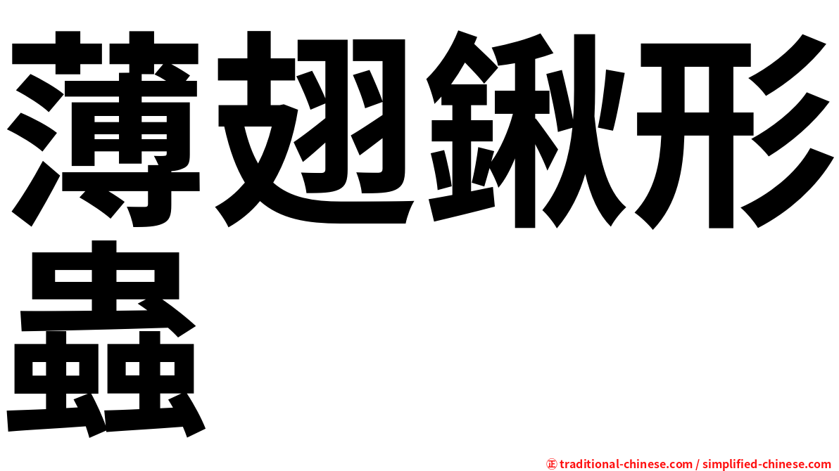 薄翅鍬形蟲