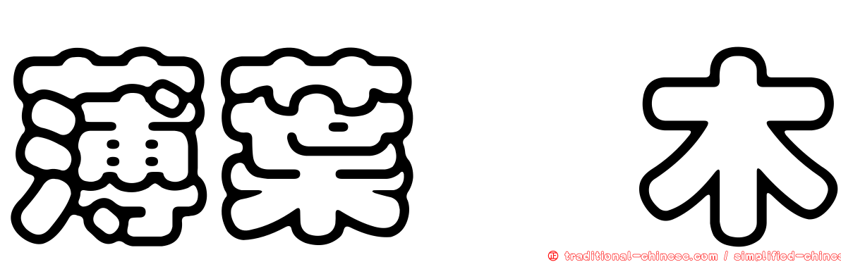 薄葉柃木