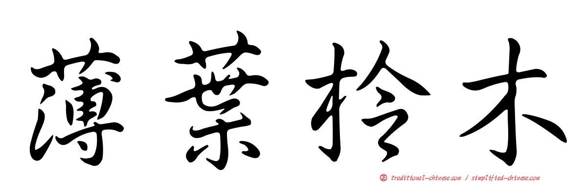 薄葉柃木