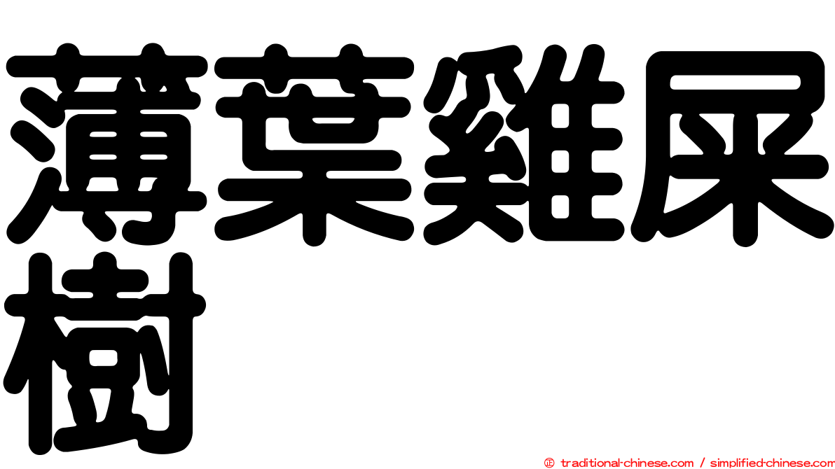 薄葉雞屎樹