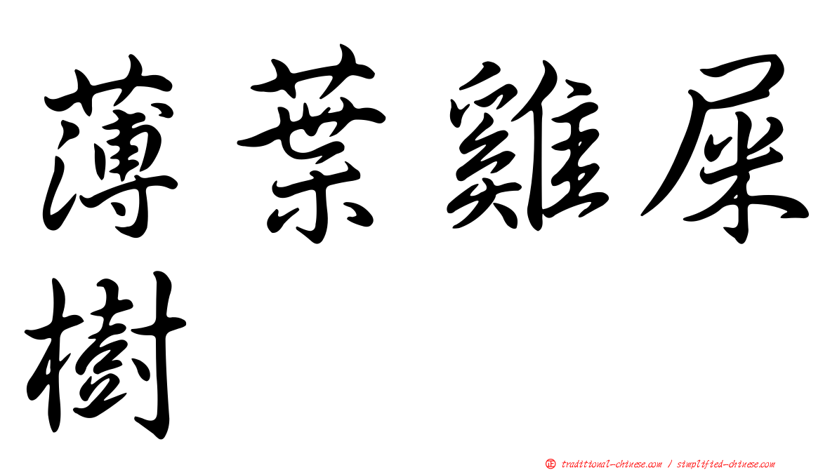 薄葉雞屎樹