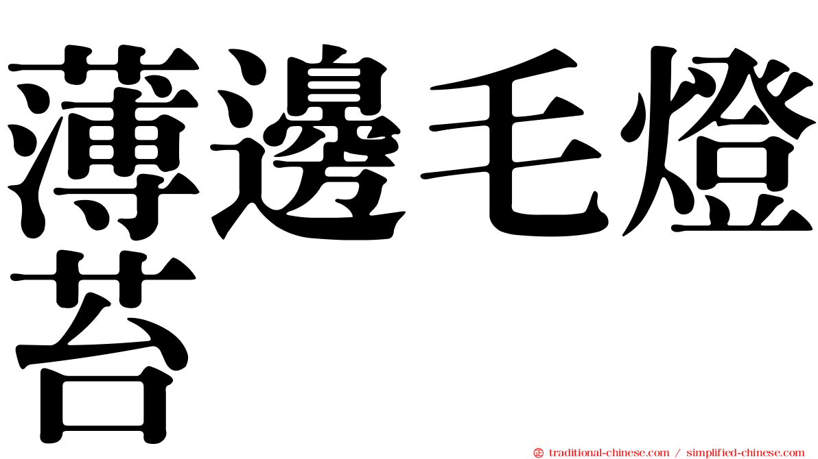 薄邊毛燈苔