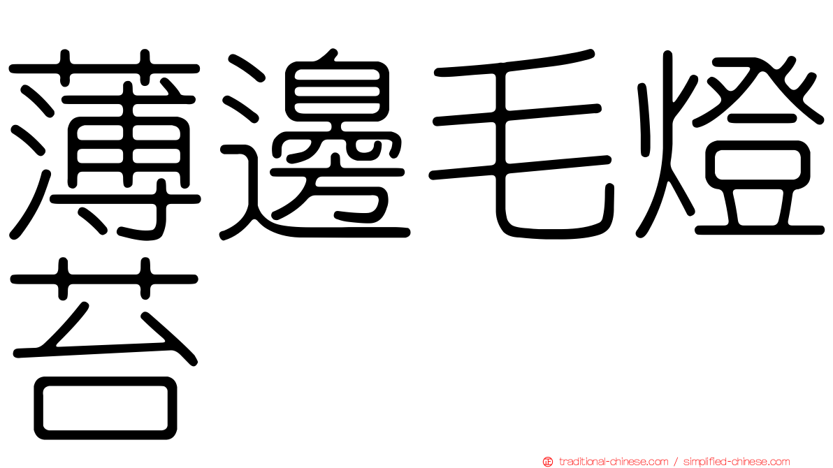 薄邊毛燈苔