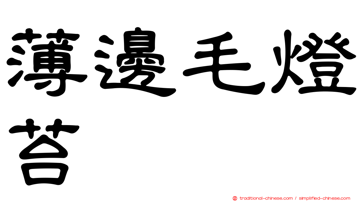 薄邊毛燈苔