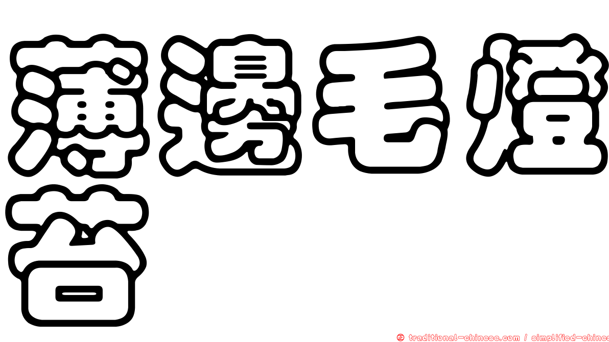 薄邊毛燈苔