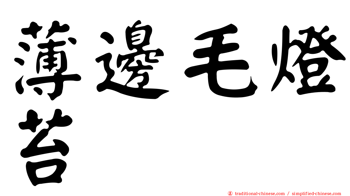 薄邊毛燈苔