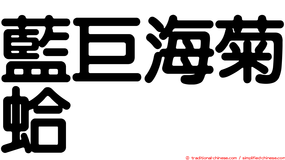 藍巨海菊蛤
