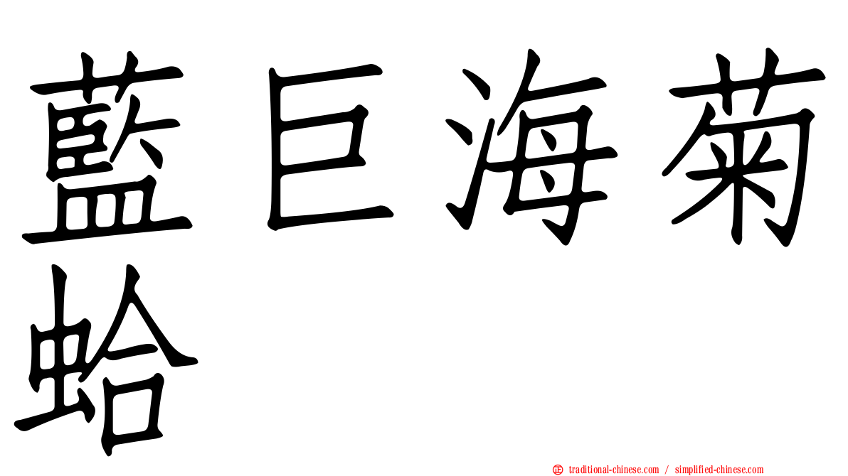 藍巨海菊蛤