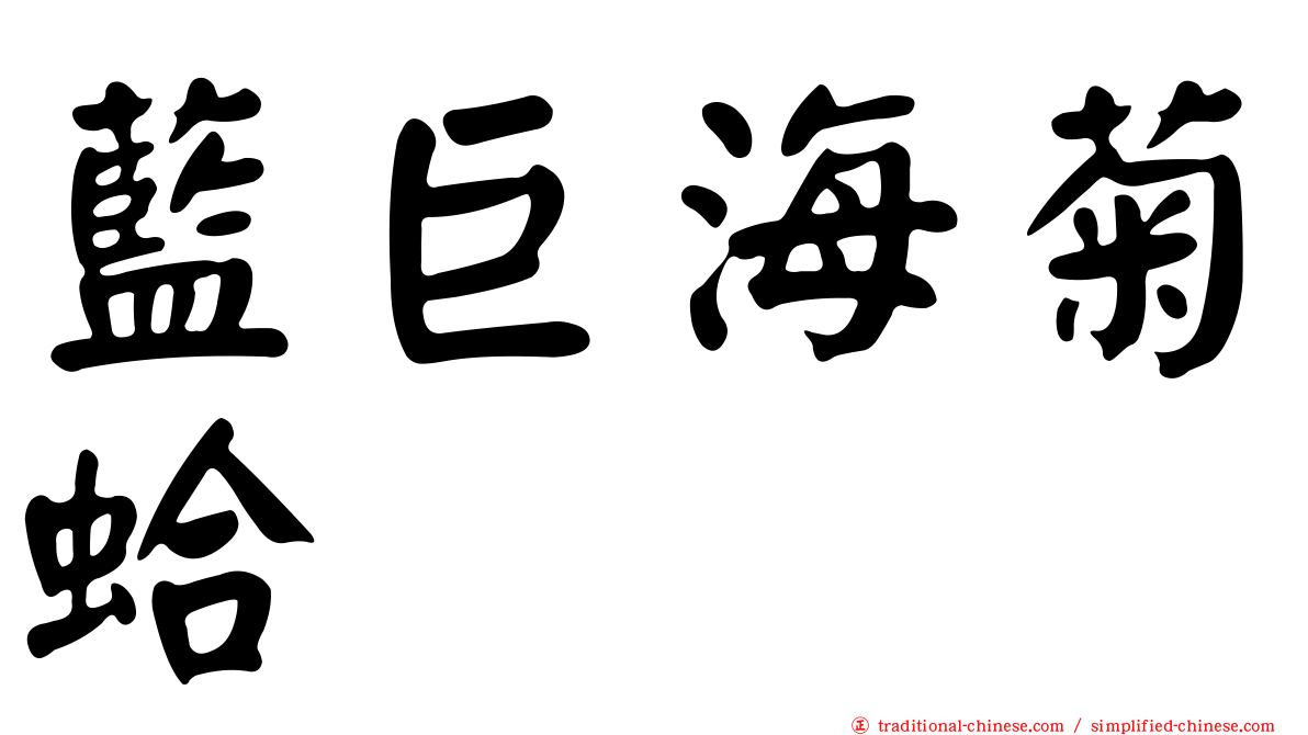 藍巨海菊蛤