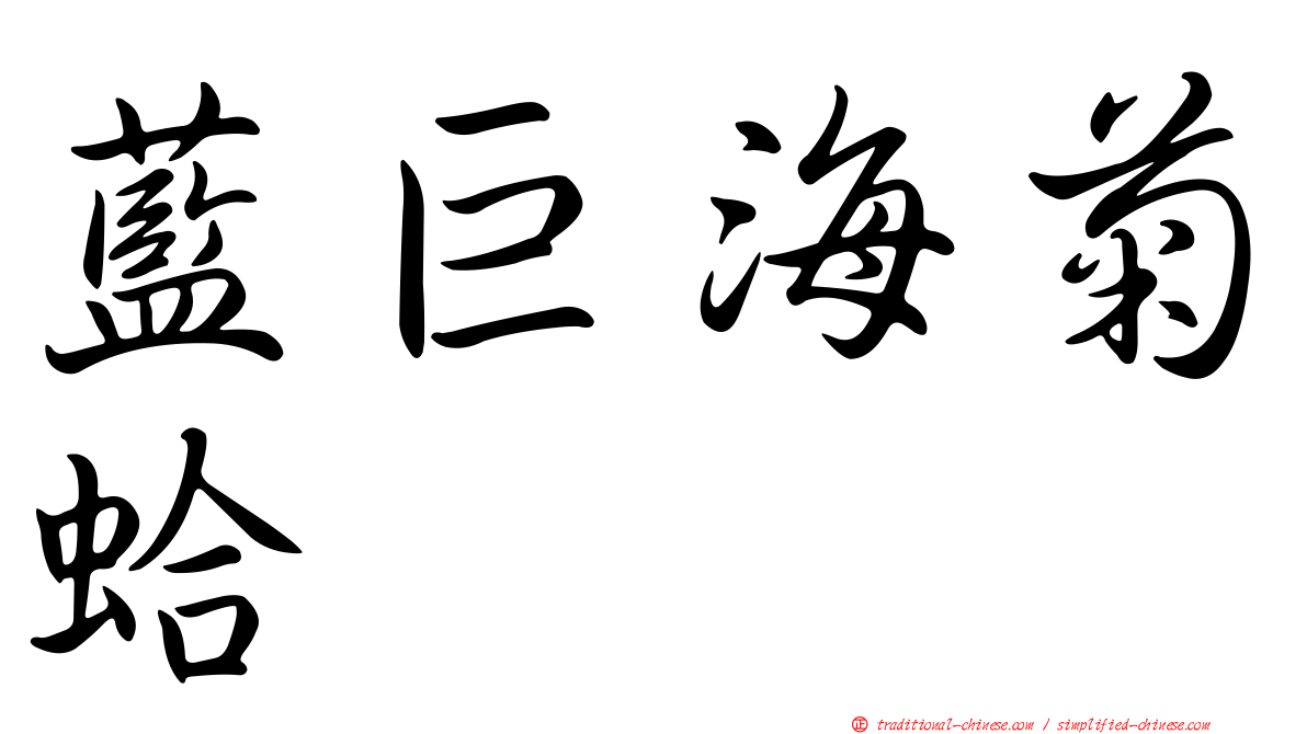 藍巨海菊蛤