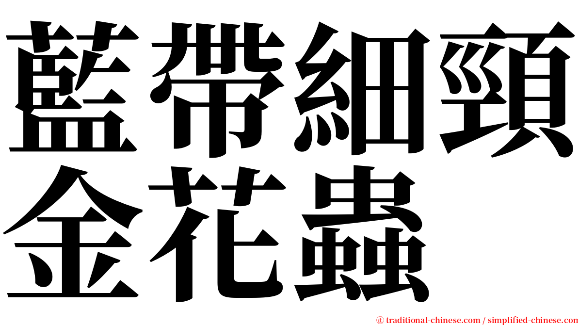 藍帶細頸金花蟲 serif font