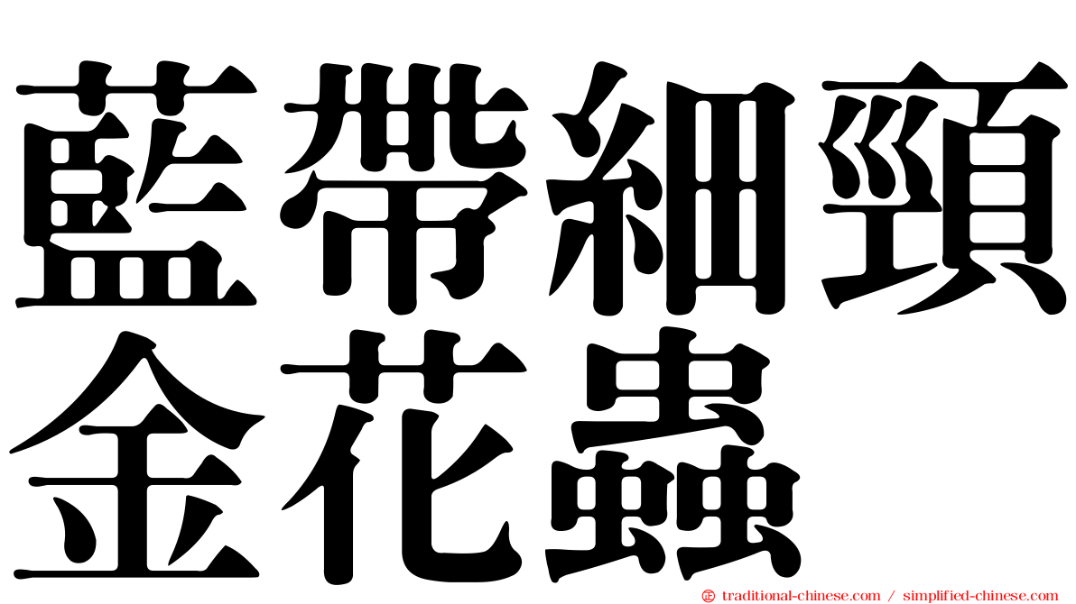 藍帶細頸金花蟲