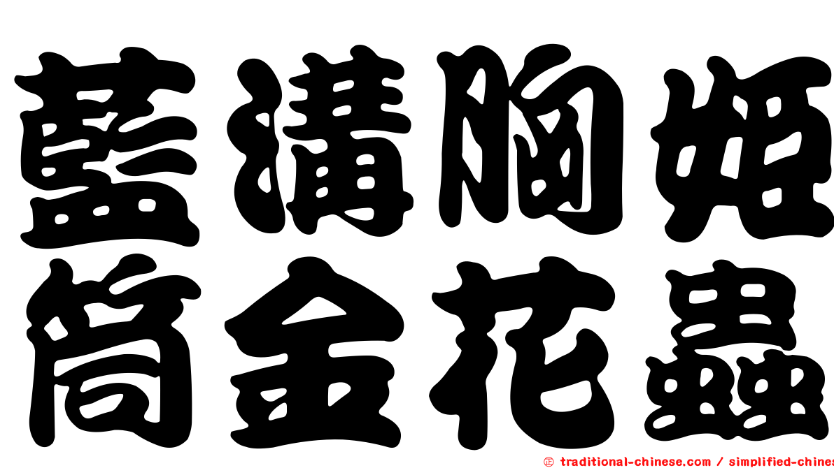 藍溝胸姬筒金花蟲
