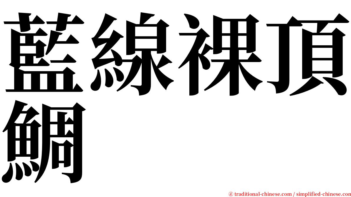 藍線裸頂鯛 serif font