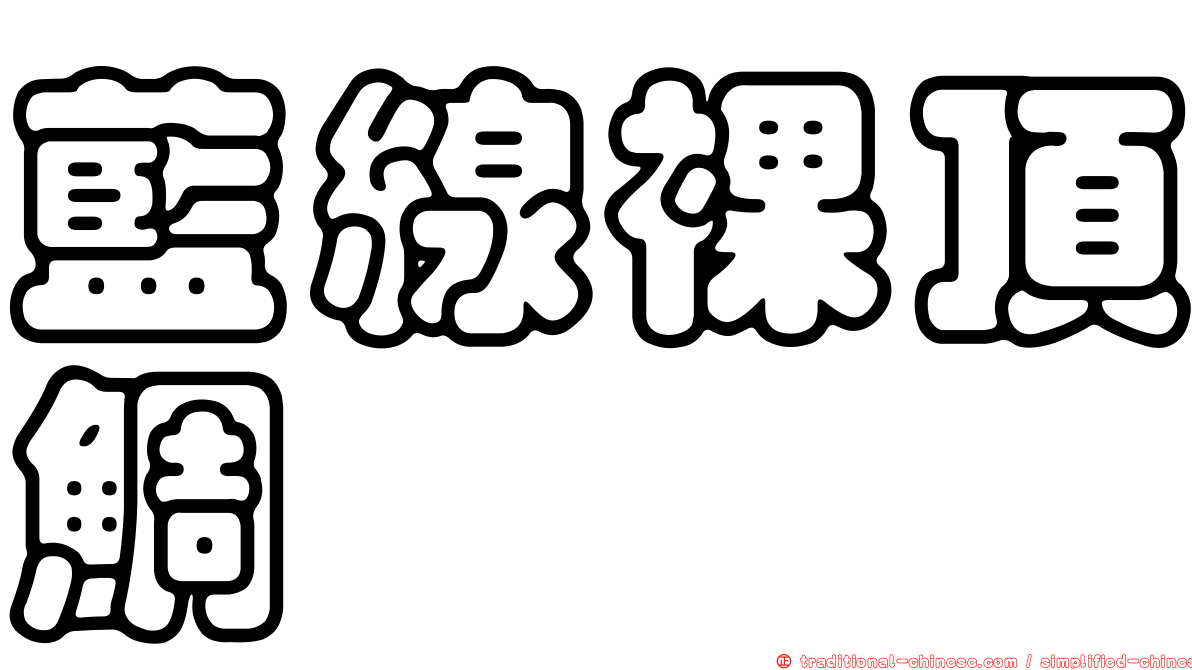 藍線裸頂鯛