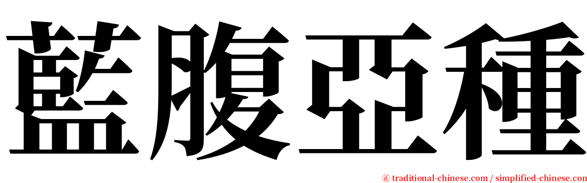 藍腹亞種 serif font
