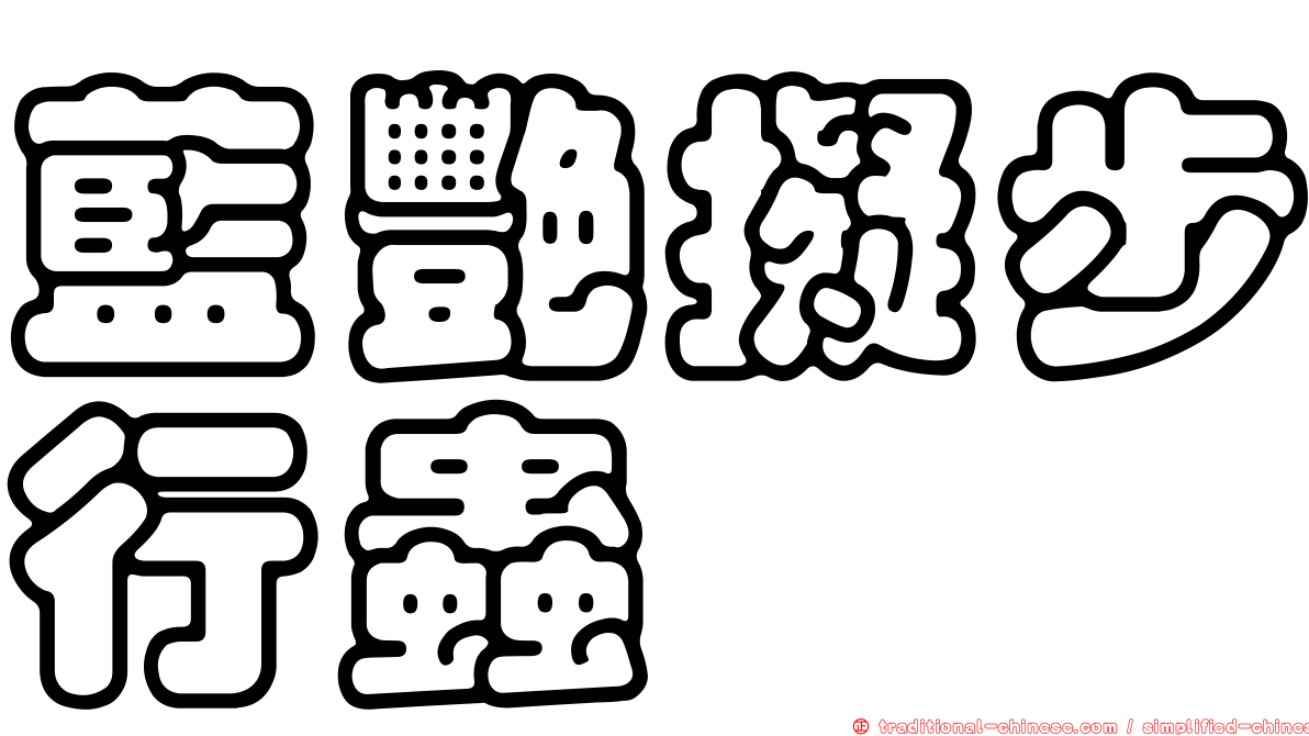 藍艷擬步行蟲
