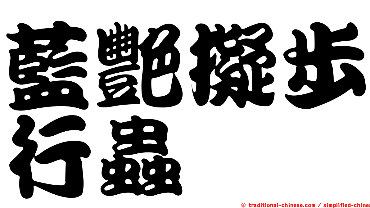 藍艷擬步行蟲