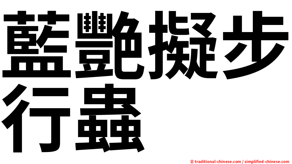 藍艷擬步行蟲