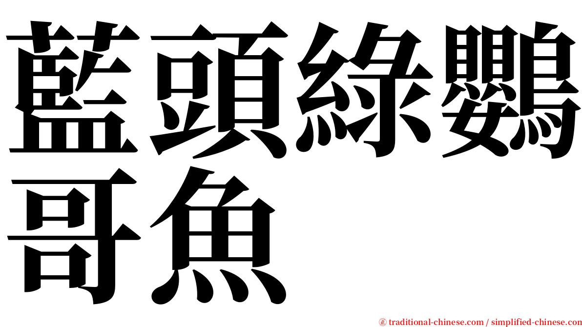 藍頭綠鸚哥魚 serif font