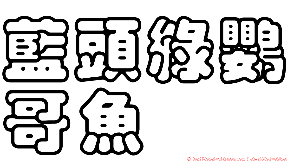 藍頭綠鸚哥魚