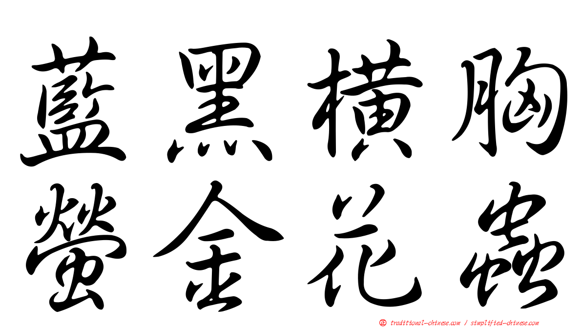 藍黑橫胸螢金花蟲