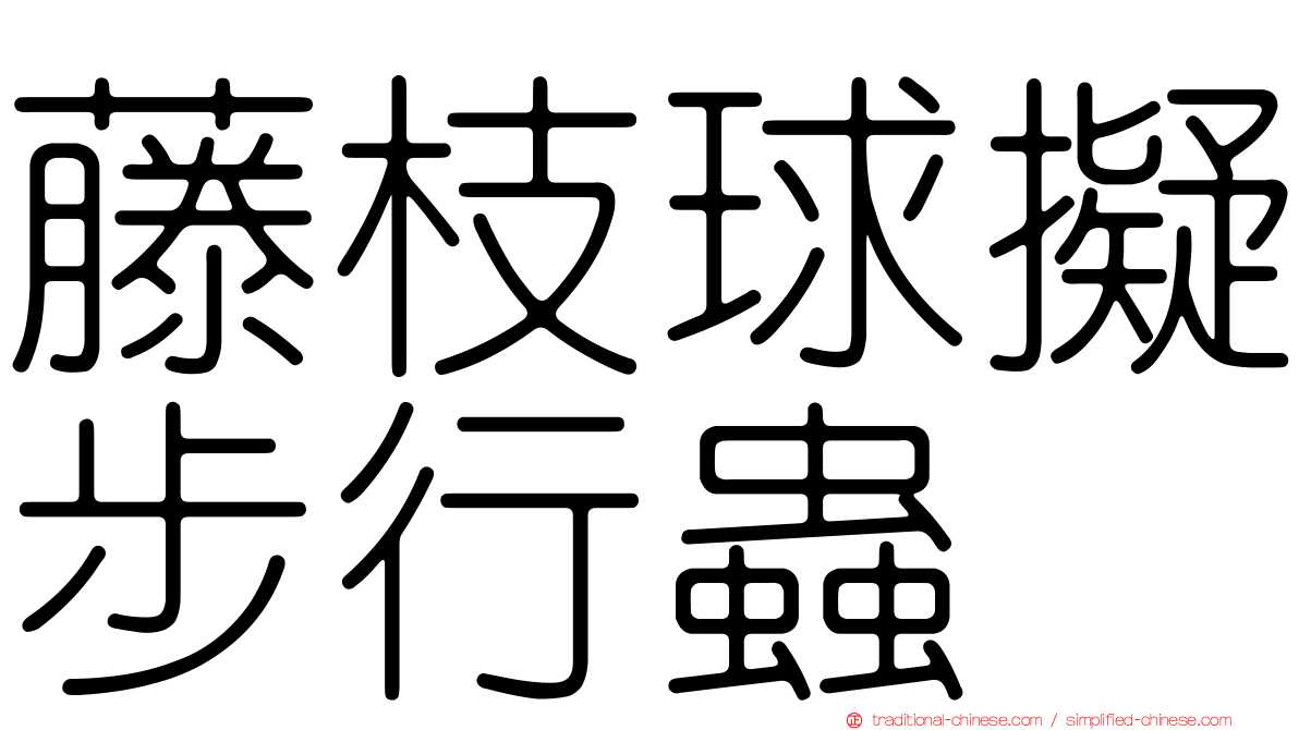 藤枝球擬步行蟲