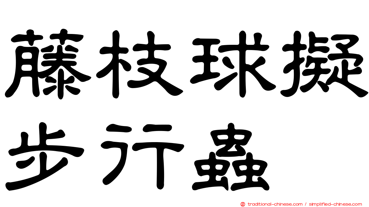 藤枝球擬步行蟲