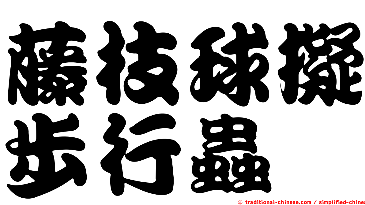 藤枝球擬步行蟲