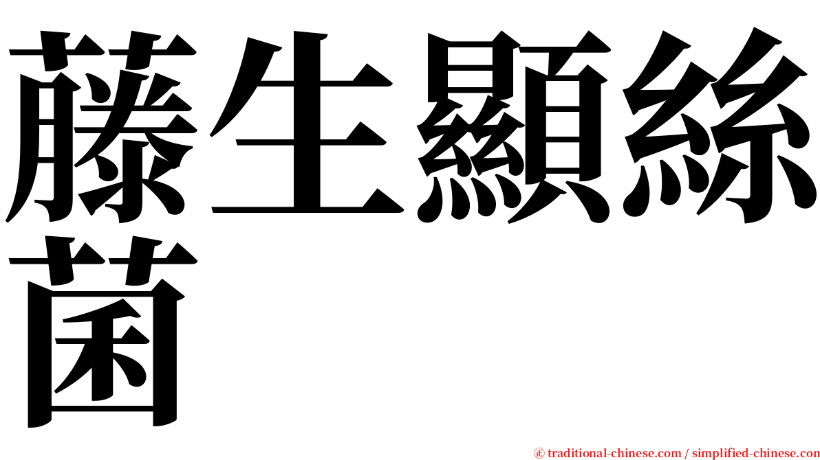 藤生顯絲菌 serif font