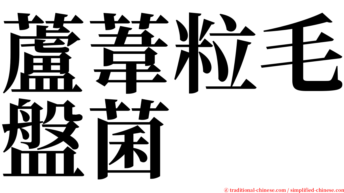 蘆葦粒毛盤菌 serif font