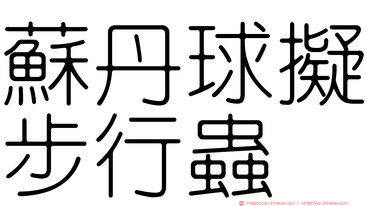 蘇丹球擬步行蟲