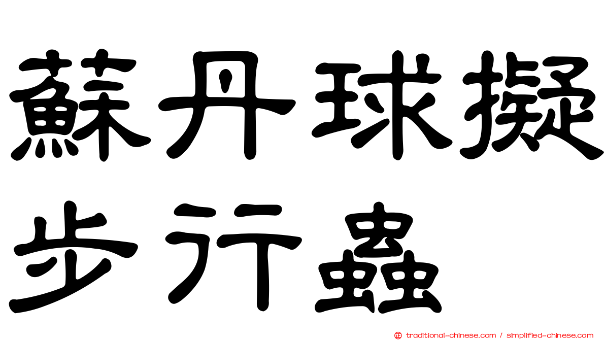 蘇丹球擬步行蟲