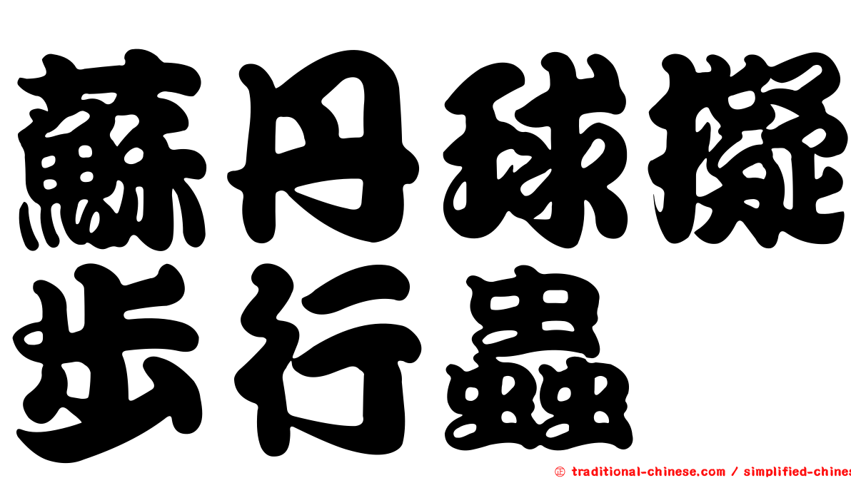 蘇丹球擬步行蟲