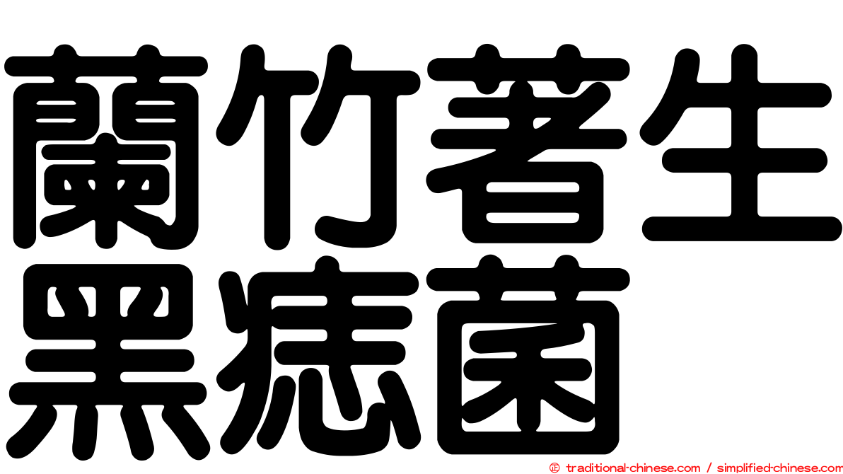 蘭竹著生黑痣菌