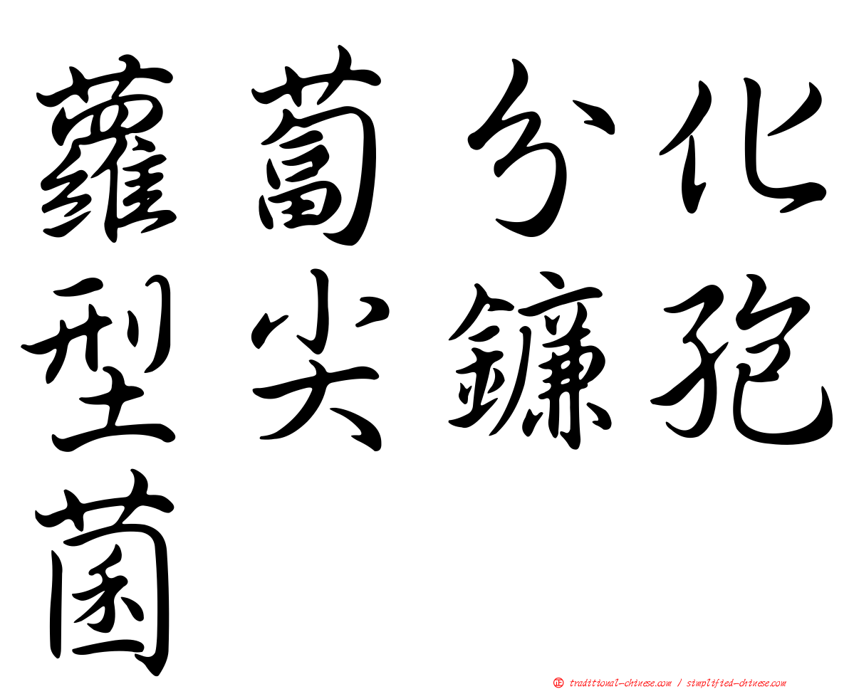 蘿蔔分化型尖鐮孢菌