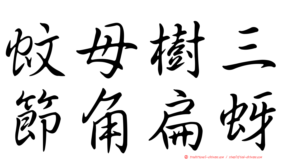 蚊母樹三節角扁蚜