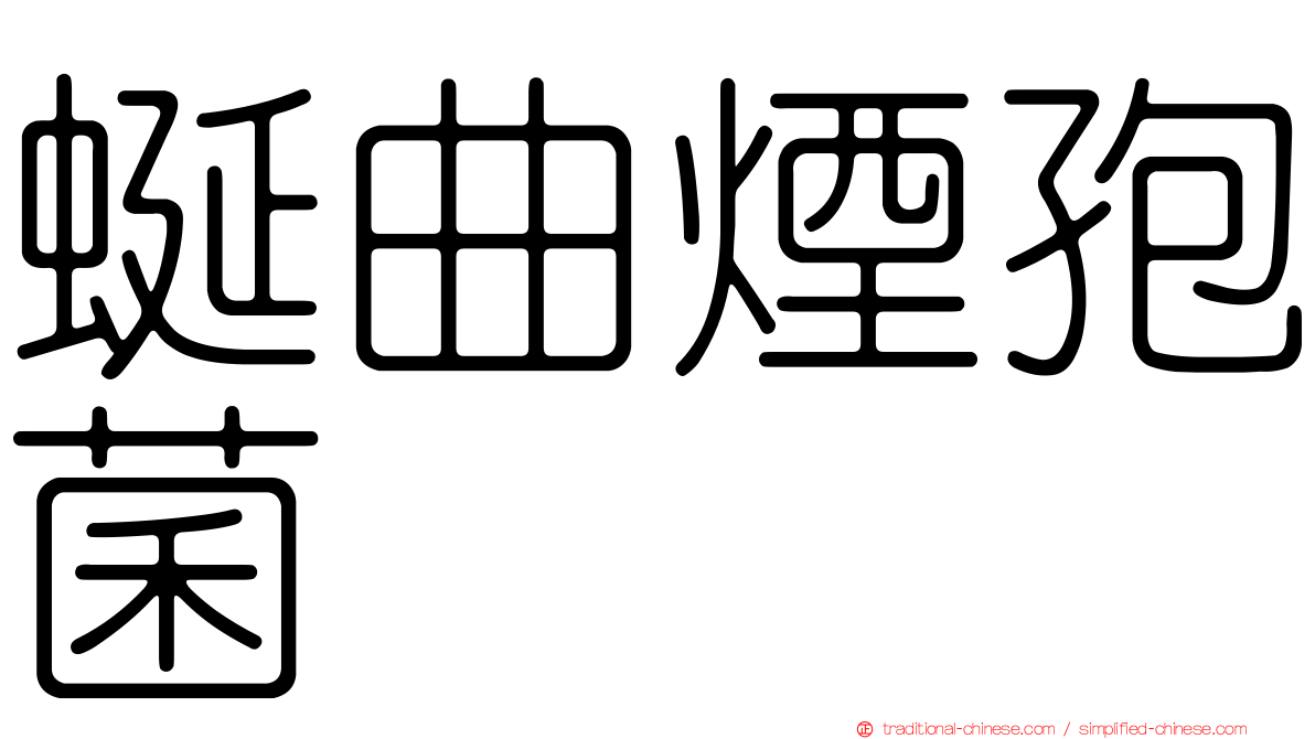 蜒曲煙孢菌