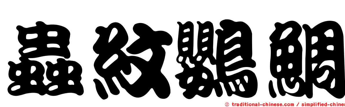 蟲紋鸚鯛