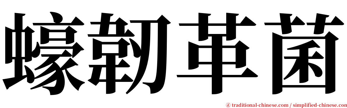 蠔韌革菌 serif font