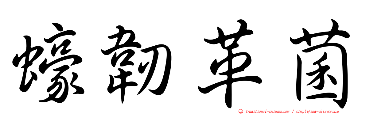 蠔韌革菌