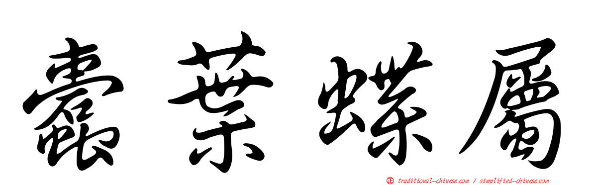 蠹葉蝶屬