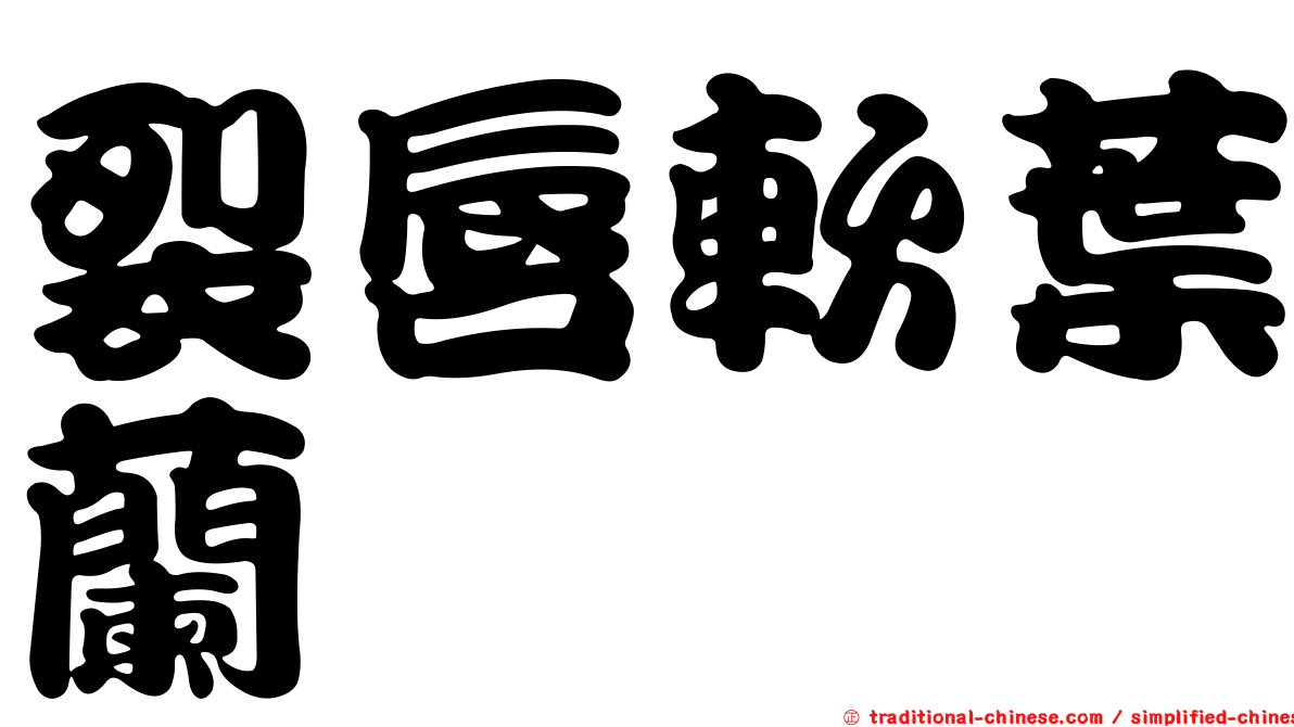 裂唇軟葉蘭
