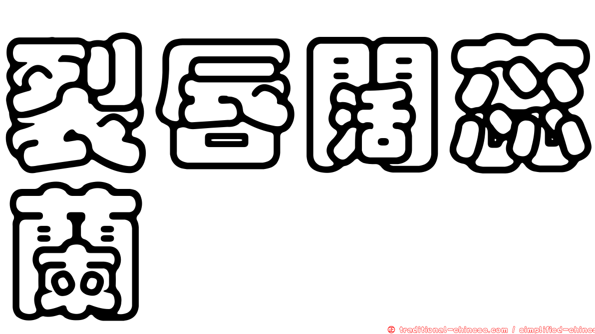 裂唇闊蕊蘭